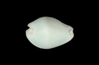 藏品(玉兔螺)的圖片